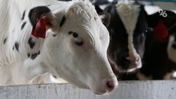 Субсидии на 187 млн рублей выдали производителям молока на Ставрополье